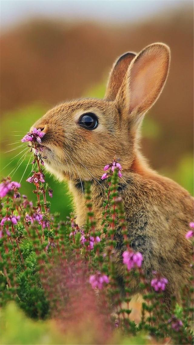 可爱的小灰兔手机背景图片