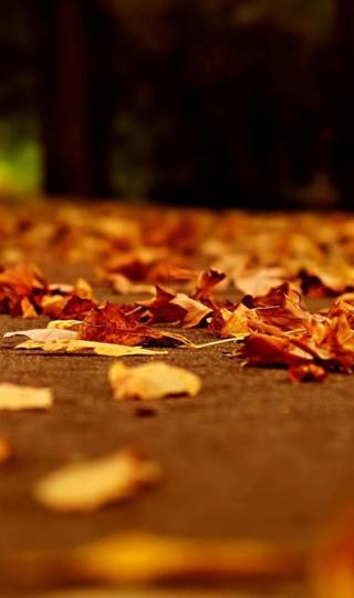 地面上的落叶唯美图片