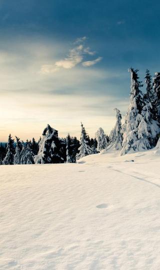 山森中的雪景壁纸图片