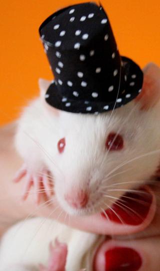 带帽子的小白鼠宠物图片