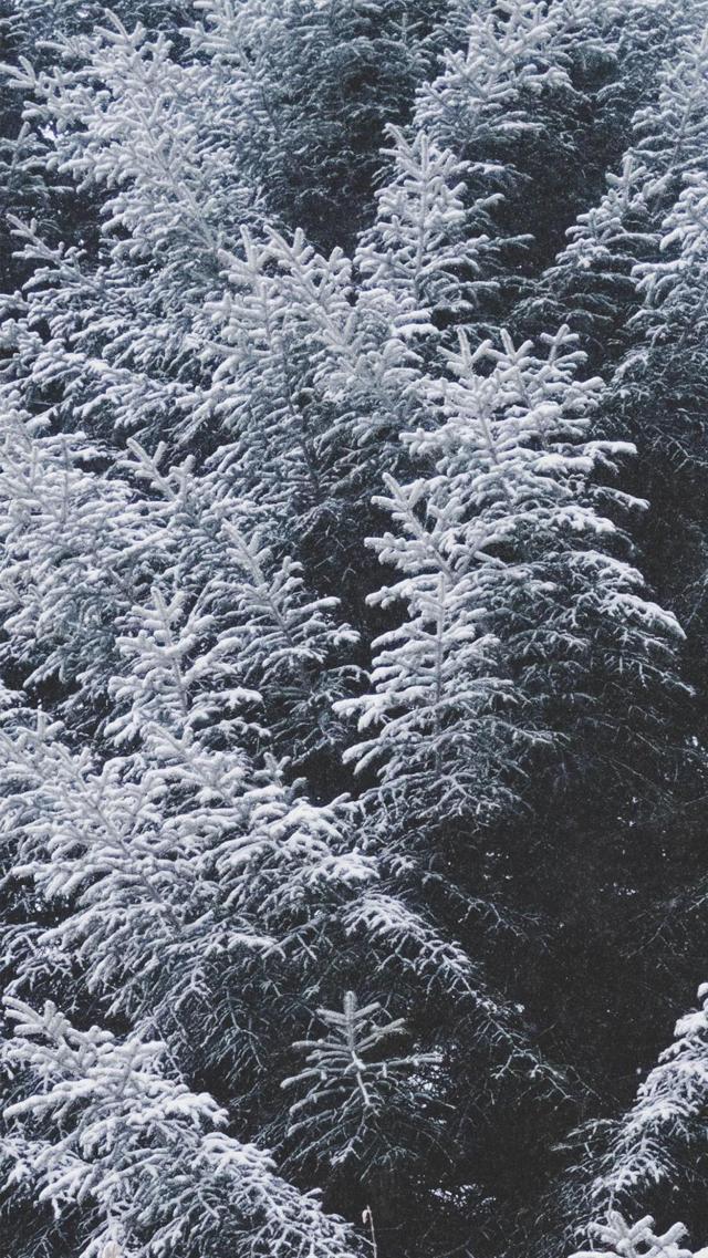 高清冬日唯美雾凇雪景壁纸图片