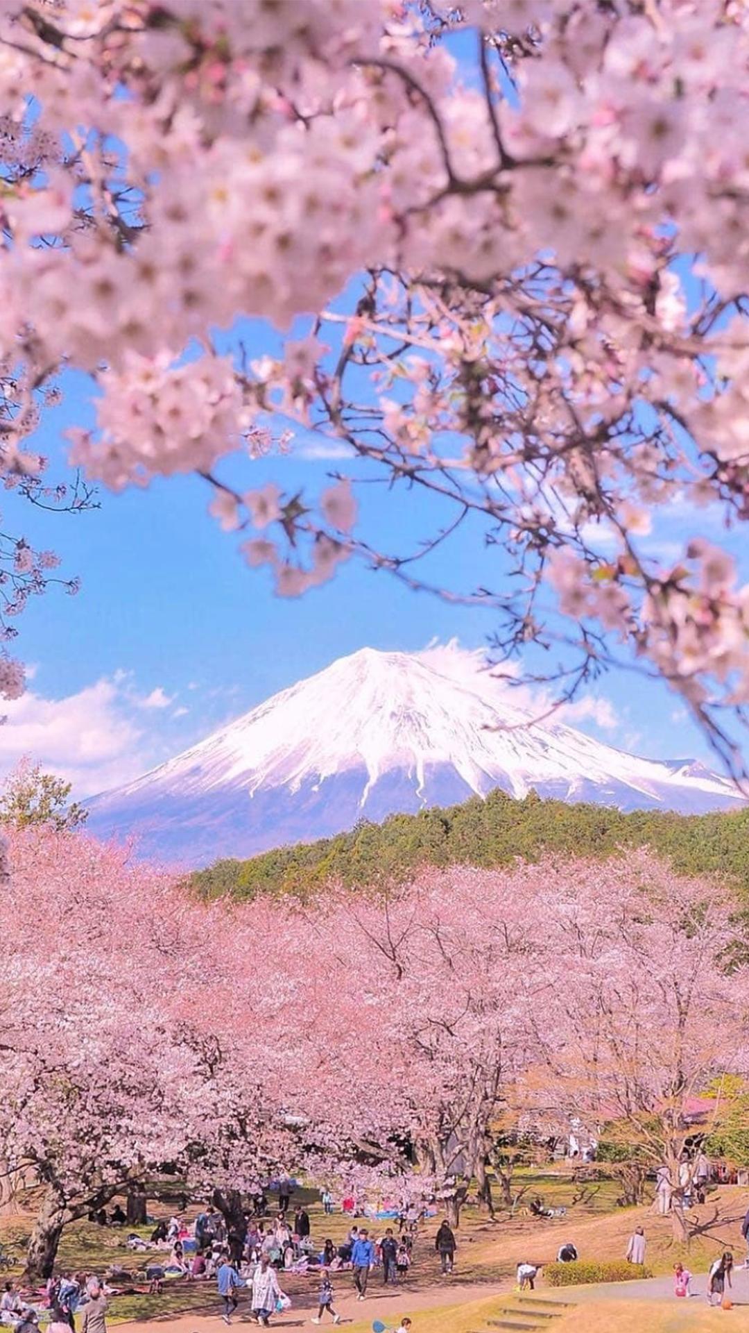 精美富士山春日浪漫樱花摄影壁纸图片