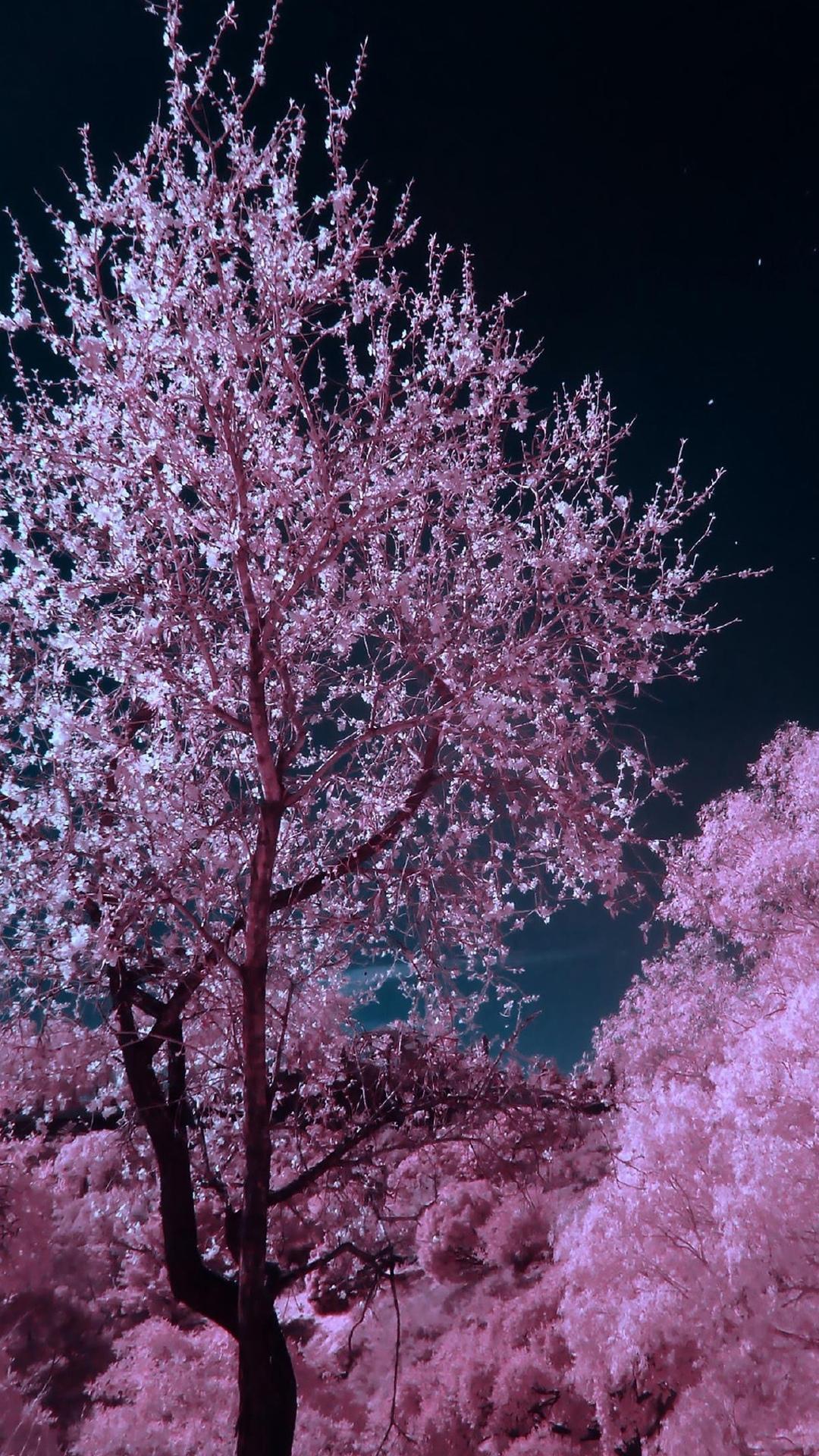 精美浪漫樱花唯美夜色风景写真高清手机壁纸