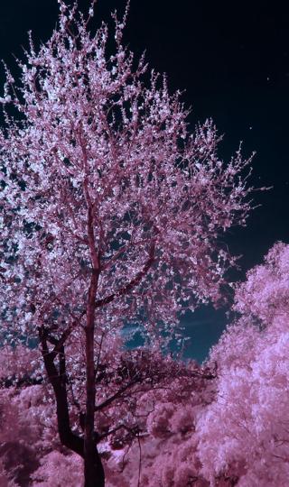 精美浪漫樱花唯美夜色风景写真高清手机壁纸