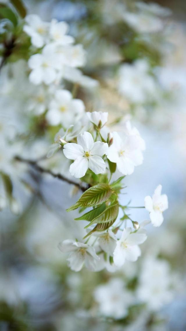 高清春暖花开,樱花盛开