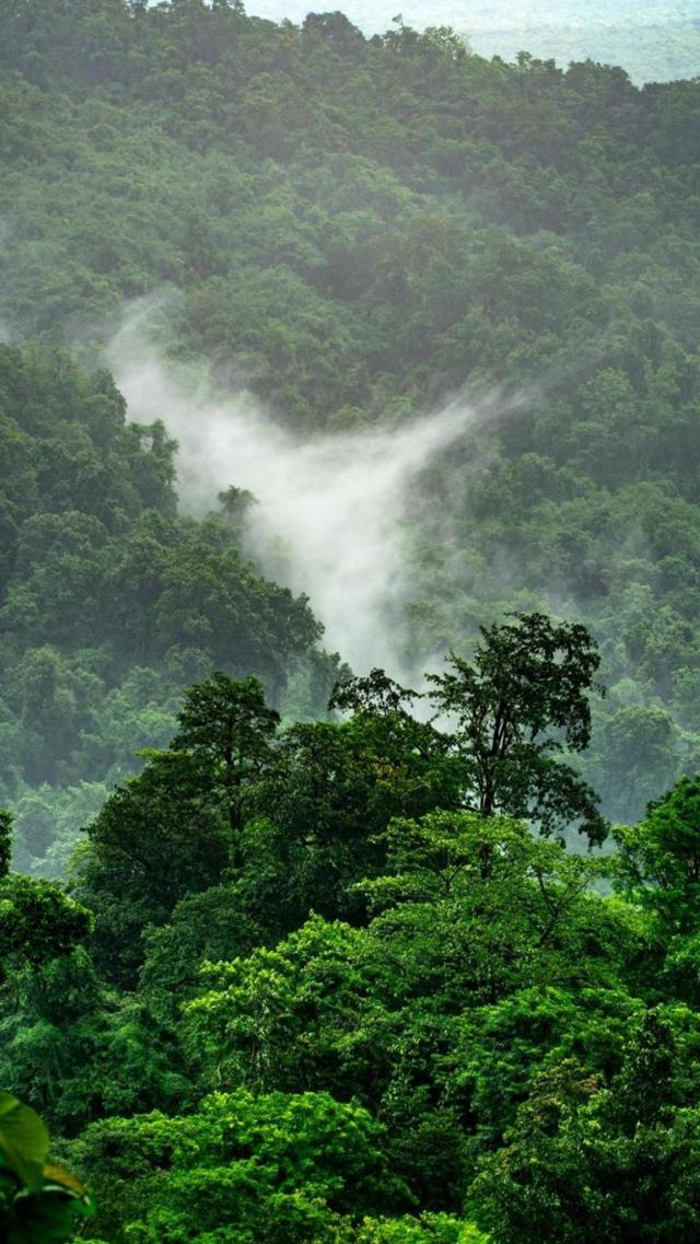 精美仙境般的森林美景手机壁纸图片