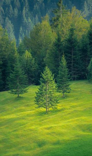 翠绿的森林风光手机壁纸图片