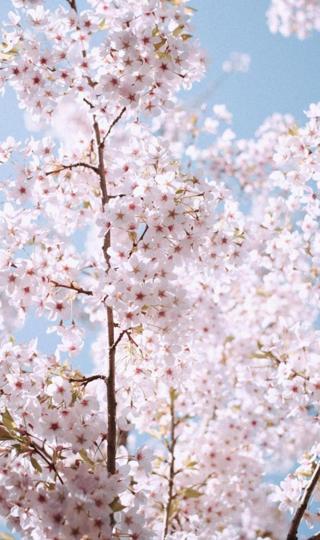 精美春日的清新樱花景色背景图