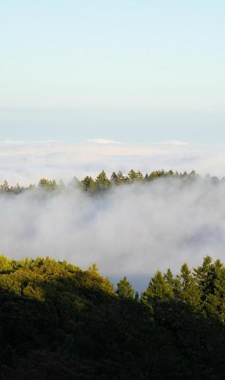 精美雾气缥缈的原始森林风景高清手机壁纸
