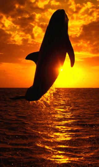精美跳跃的海豚