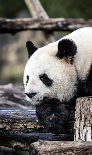 软萌可爱大熊猫图片壁纸