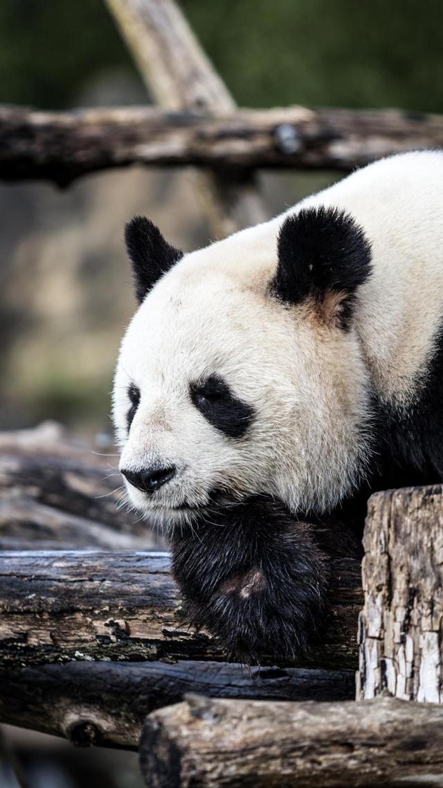 软萌可爱大熊猫图片壁纸