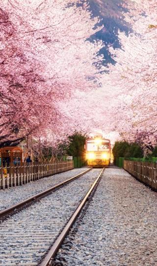 城市轨道上的樱花世界壁纸图片