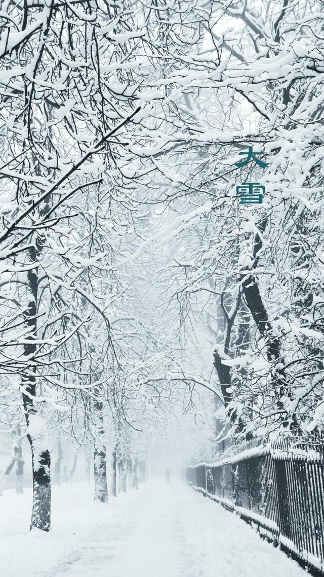 雪花飘落在树上高清手机壁纸