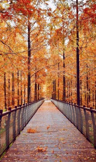与你分享秋天的美景手机壁纸图片