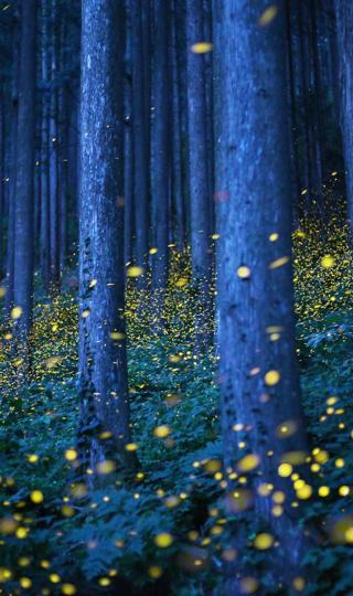 自然之美——萤火虫森林壁纸图片