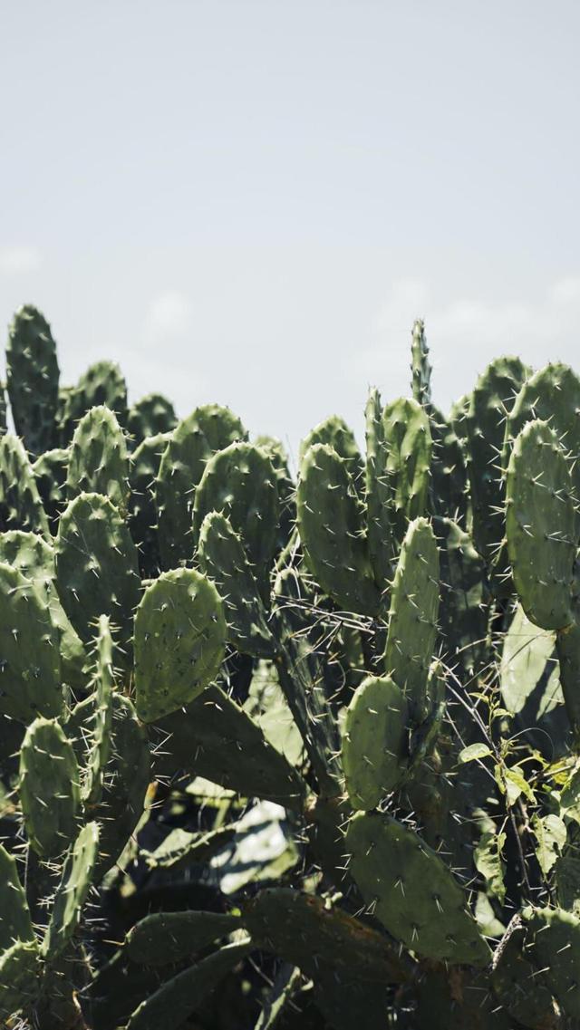 高清仙人掌ins风清新摄影壁纸图片下载