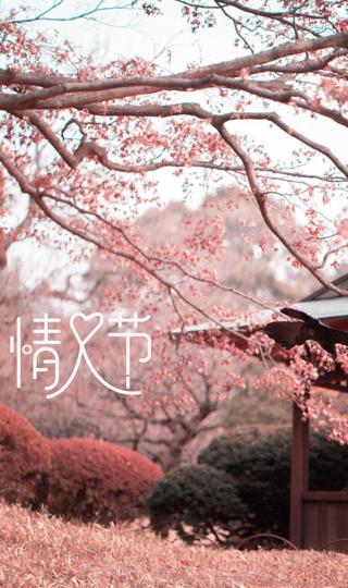 情人节唯美迷人的樱花树高清壁纸