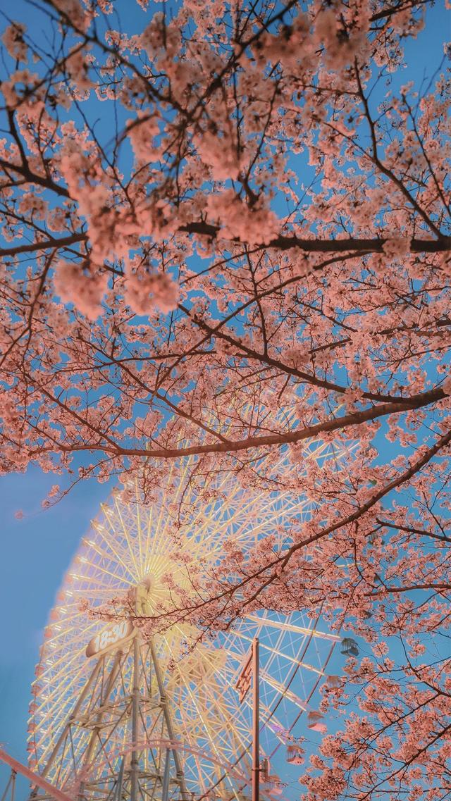 樱花摩天轮唯美清新夜景图片壁纸