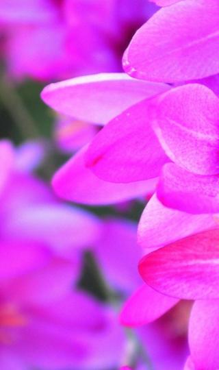 好看的紫色花瓣壁纸图片下载
