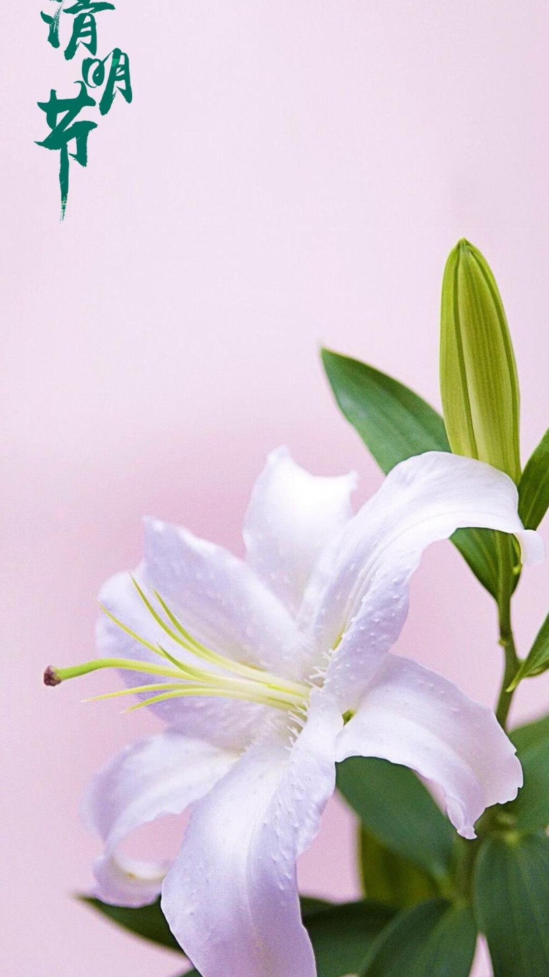 清明时节百合图片壁纸大全