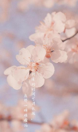 春天到来,樱花自来手机壁纸图片