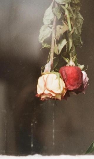 倒悬的枯萎玫瑰背景图