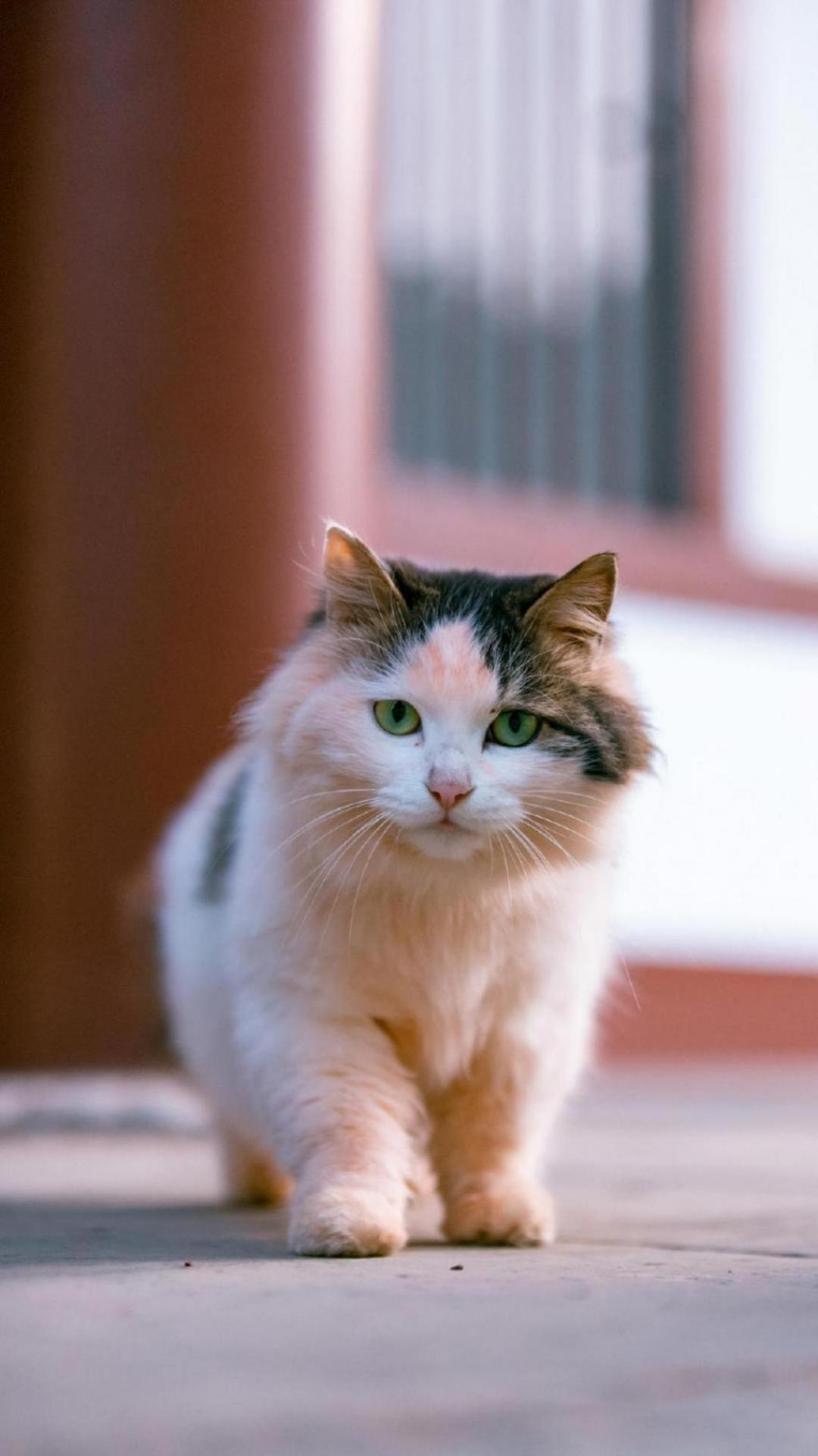 超级可爱的户外小猫咪手机壁纸图片下载