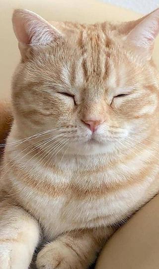 半梦半醒的可爱猫咪图片壁纸