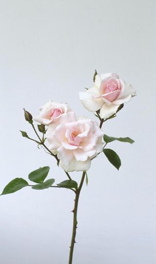带刺的玫瑰花高清手机壁纸