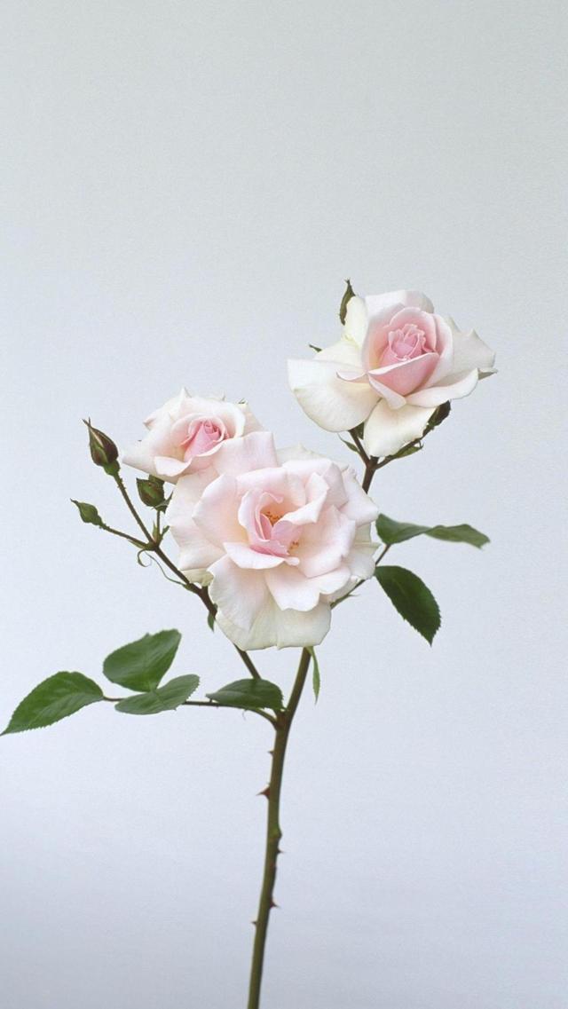 带刺的玫瑰花高清手机壁纸
