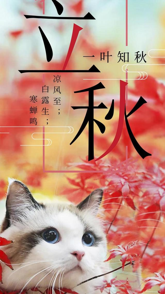 传统节气立秋可爱猫咪手机壁纸大全