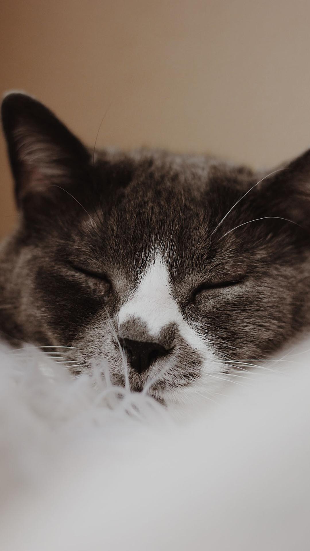 正在睡觉的猫咪手机壁纸手机背景下载