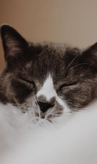 正在睡觉的猫咪手机壁纸手机背景下载