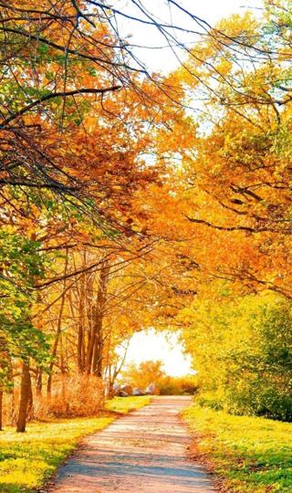 迷人的秋季森林小道壁纸图片