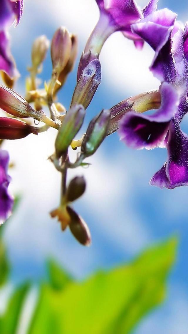 高清紫色春花手机背景下载