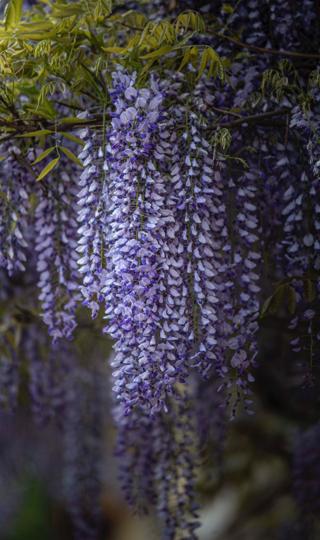 紫藤花紫色花朵图片背景图