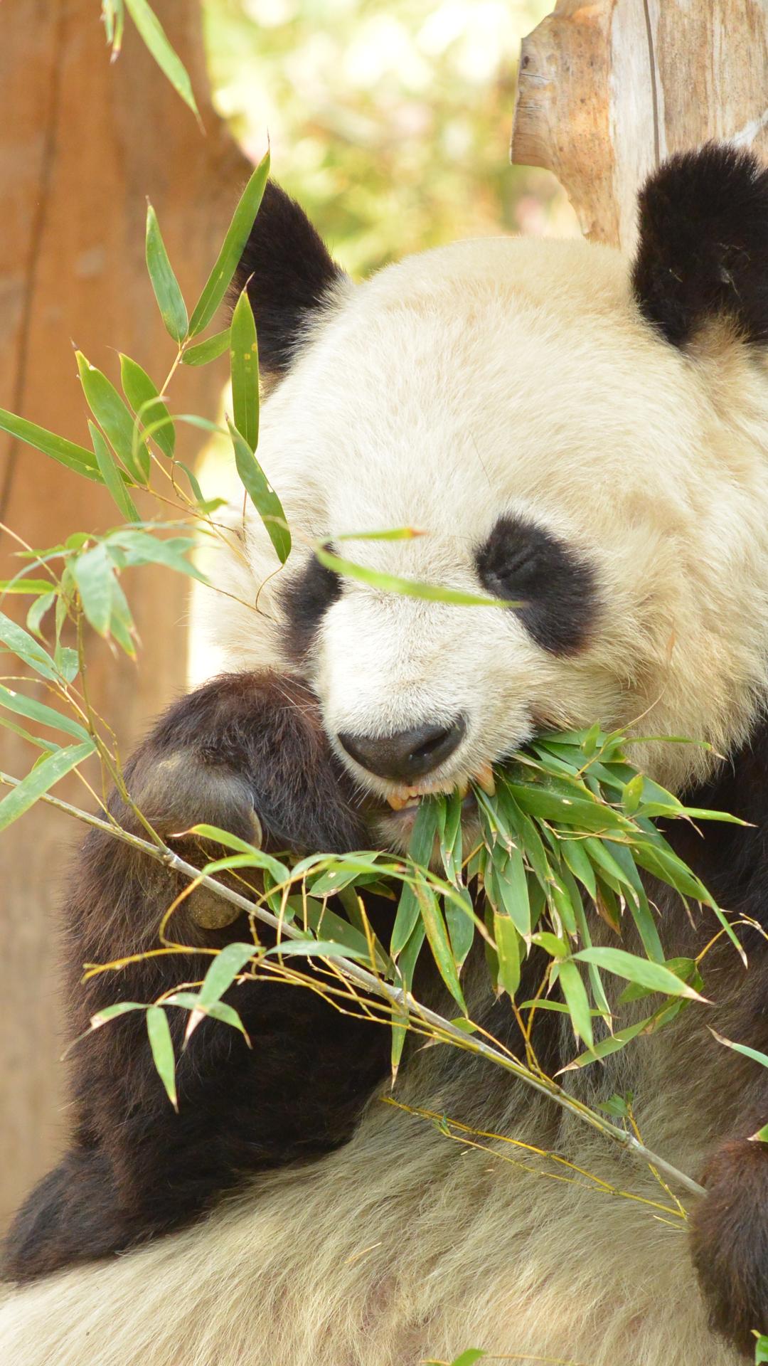 高清正在吃竹叶的大熊猫图片手机背景下载