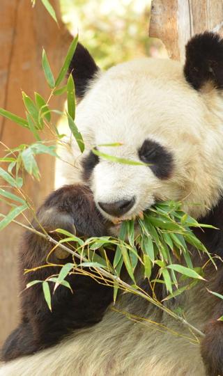 高清正在吃竹叶的大熊猫图片手机背景下载