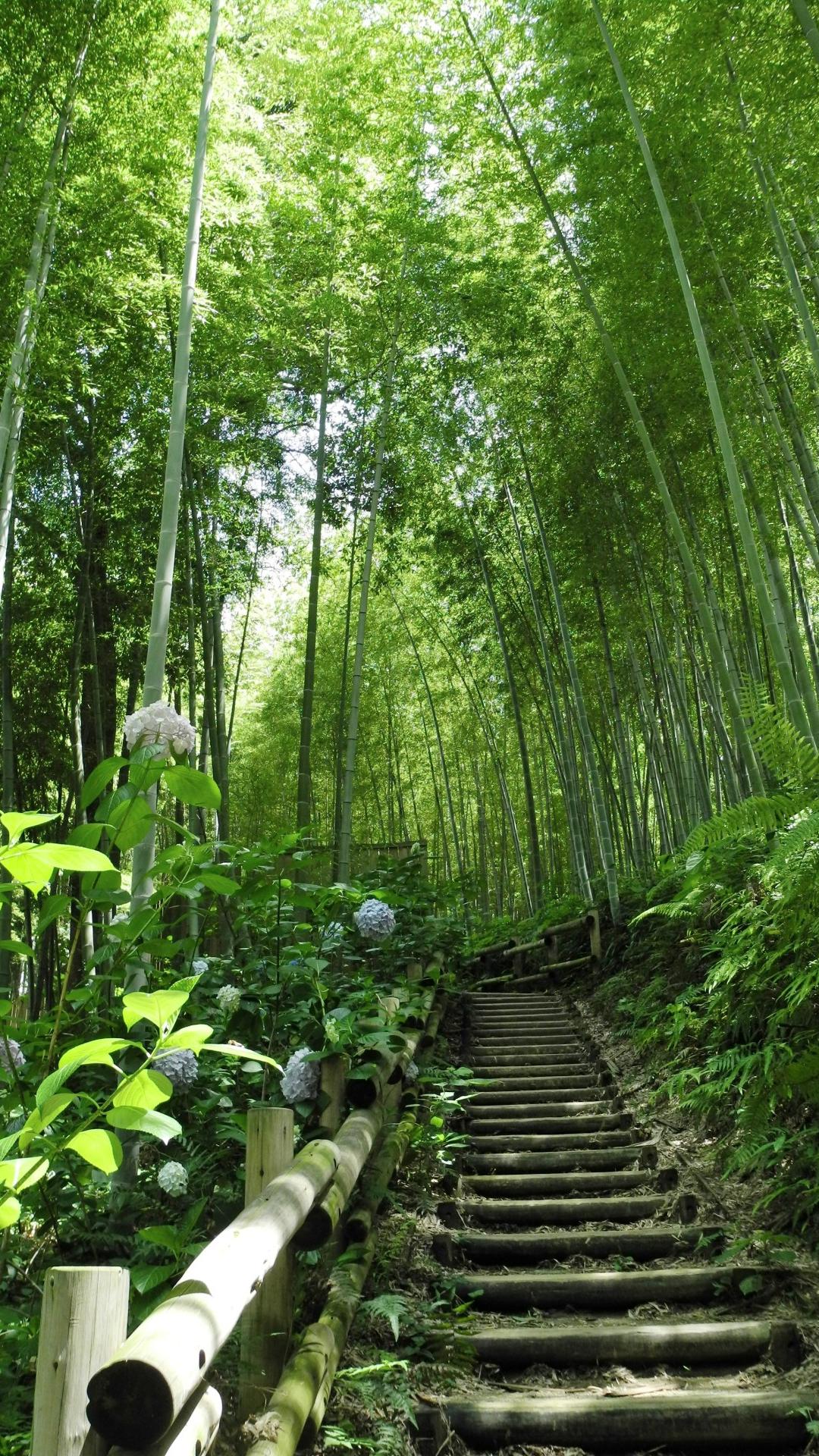 最新竹子和小片竹林图片图片壁纸