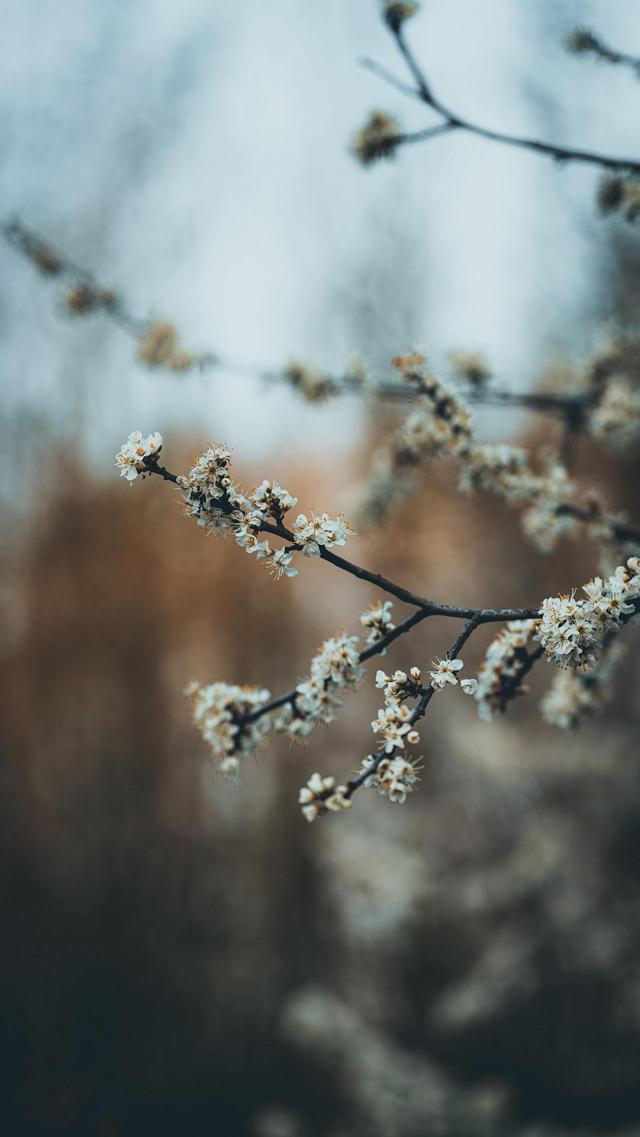 白色梨花手机壁纸