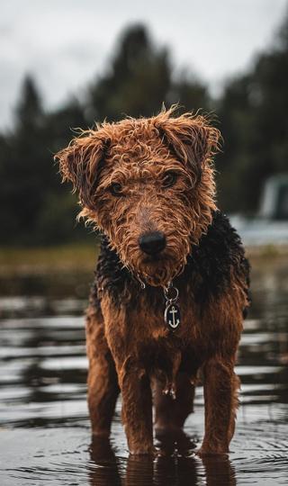 被雨淋湿的棕色狗狗图片壁纸