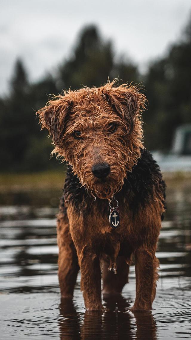 被雨淋湿的棕色狗狗图片壁纸