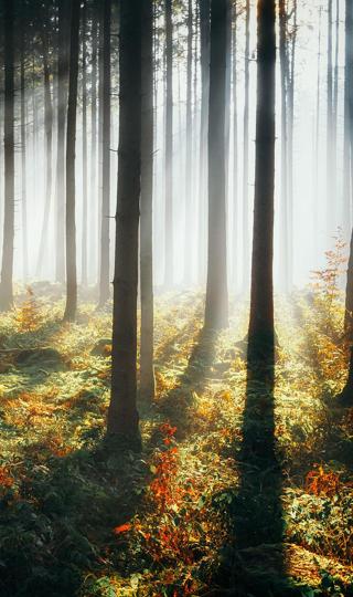 精美早晨森林中的阳光手机壁纸图片