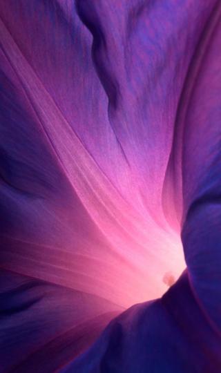 精美紫色花艺术灯背景图