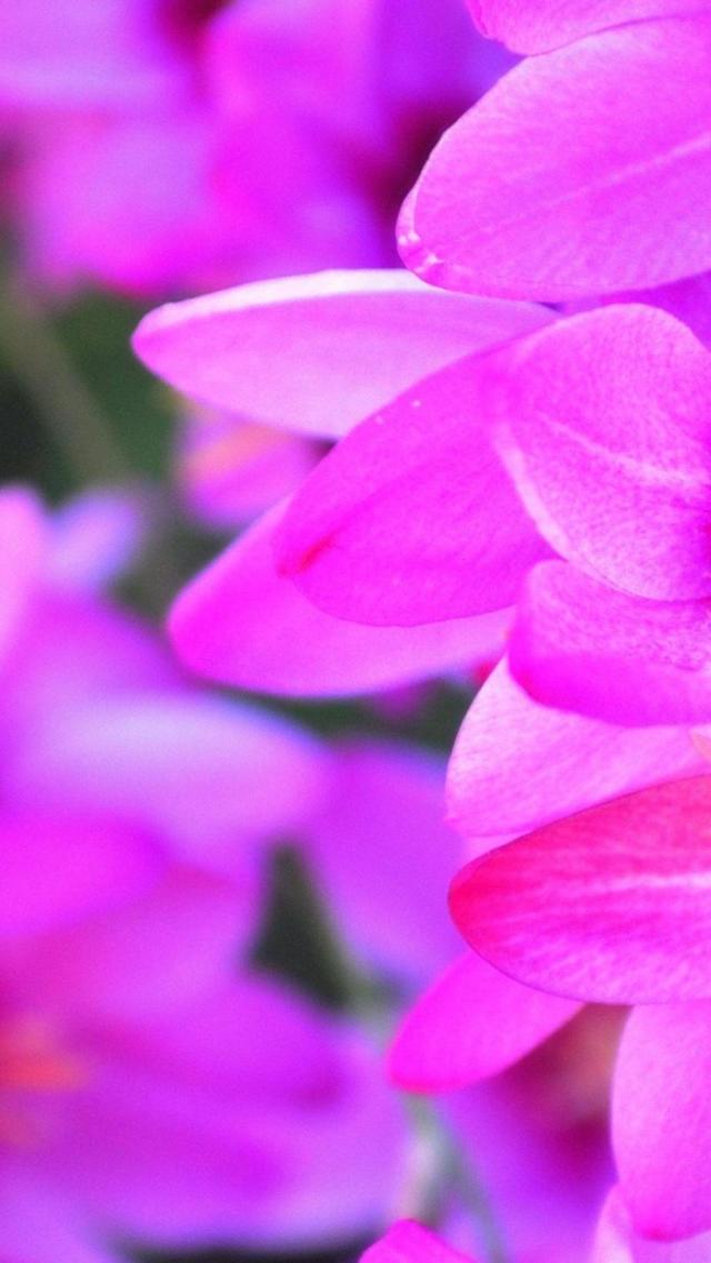 紫色花瓣壁纸图片