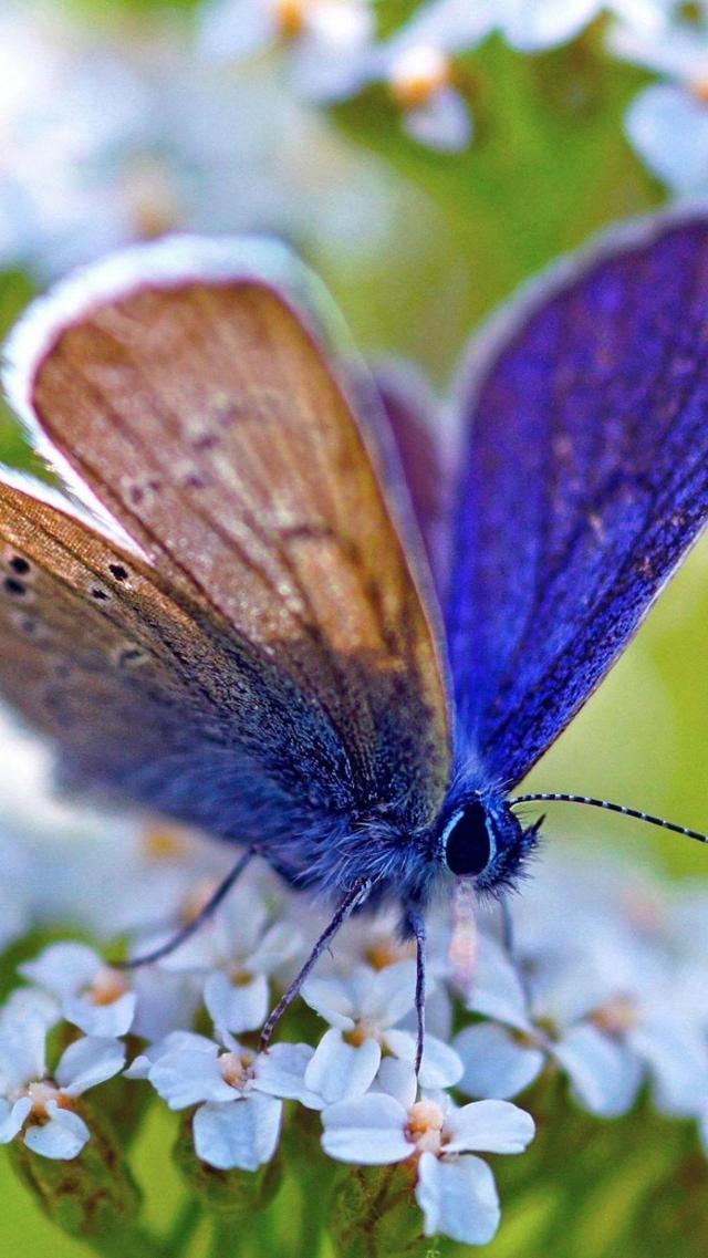 最新紫色蝴蝶停落在白色花朵壁纸图片