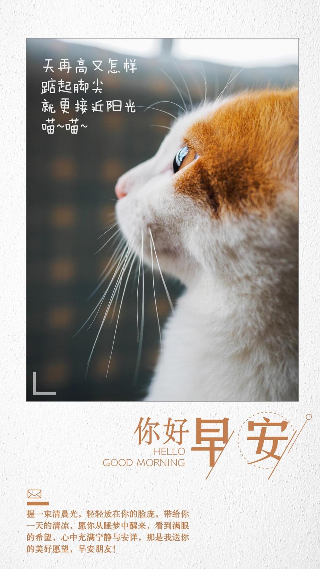 好看的你好早安可爱猫咪的心语手机壁纸大图