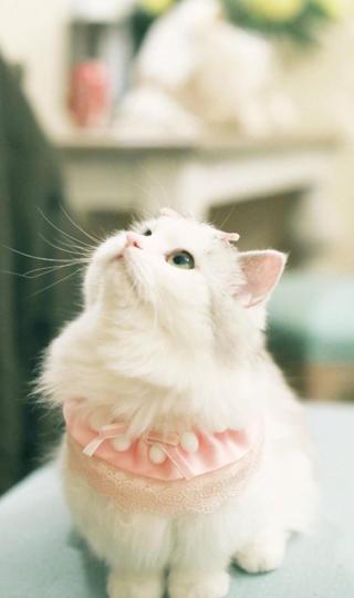 精美可爱萌宠猫咪高清壁纸