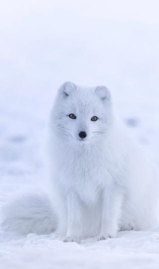 野生雪狐唯美动物手机壁纸图片下载